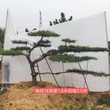 造型松