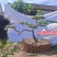 造型松
