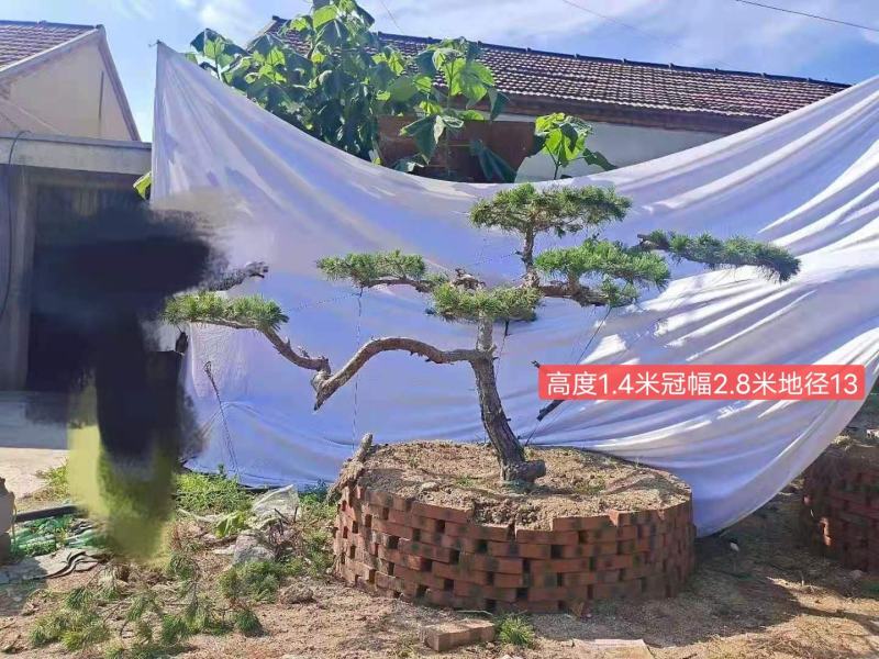 造型松