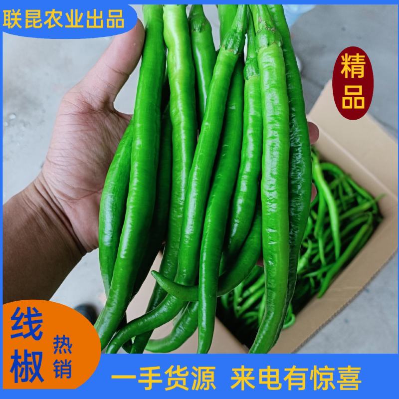 福建漳州精品线椒鲜辣椒二荊条一手货源