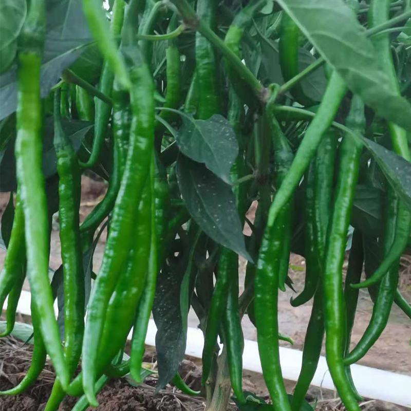 福建漳州精品线椒鲜辣椒二荊条一手货源