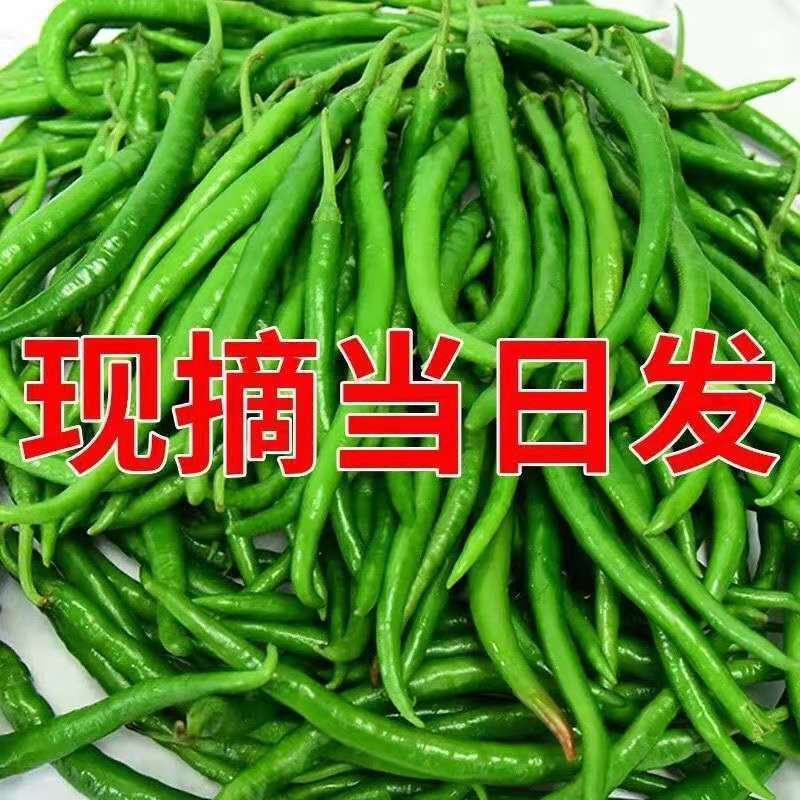 福建漳州精品线椒鲜辣椒二荊条一手货源