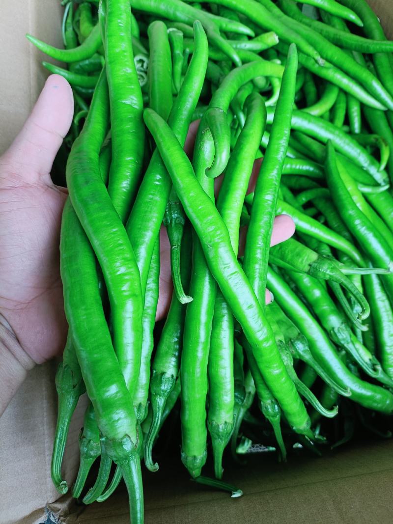 福建漳州精品线椒鲜辣椒二荊条一手货源