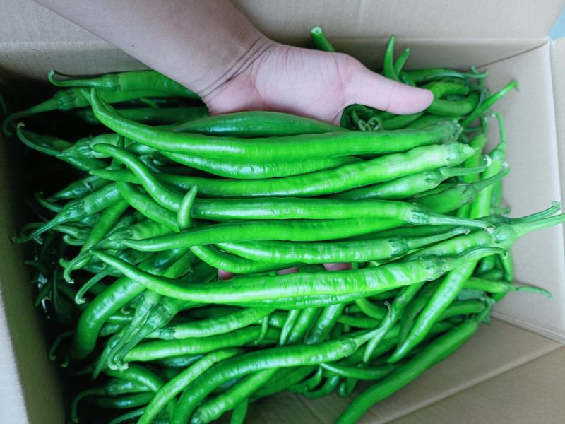 福建漳州精品线椒鲜辣椒二荊条一手货源