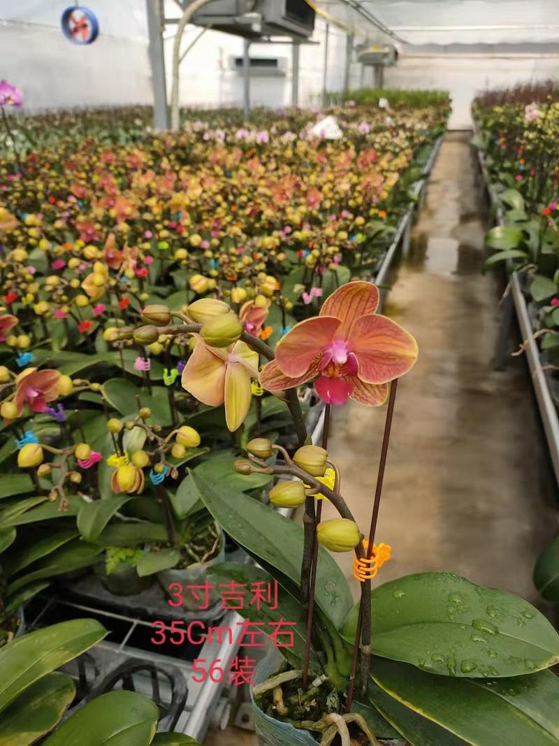蝴蝶兰生产基地直供双梗2.8寸杯开花1～3朵A级