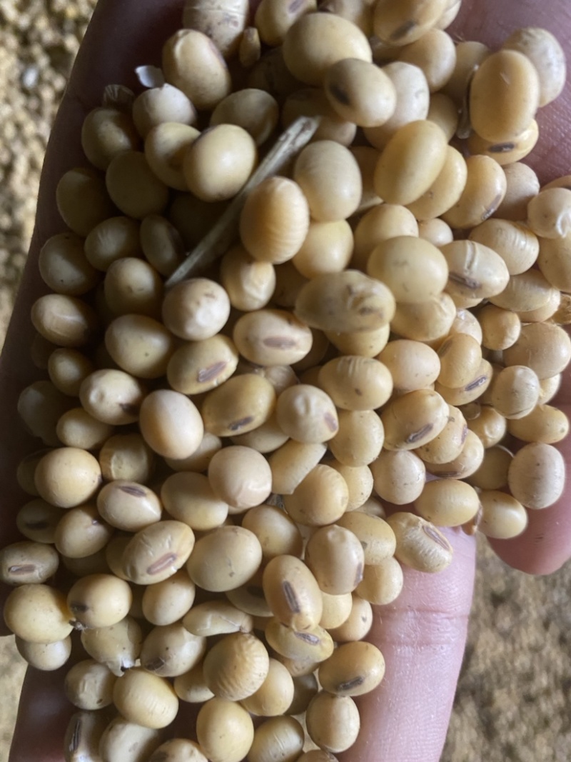 高蛋白优质精选大豆