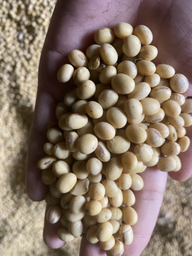 高蛋白优质精选大豆