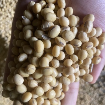 高蛋白优质精选大豆