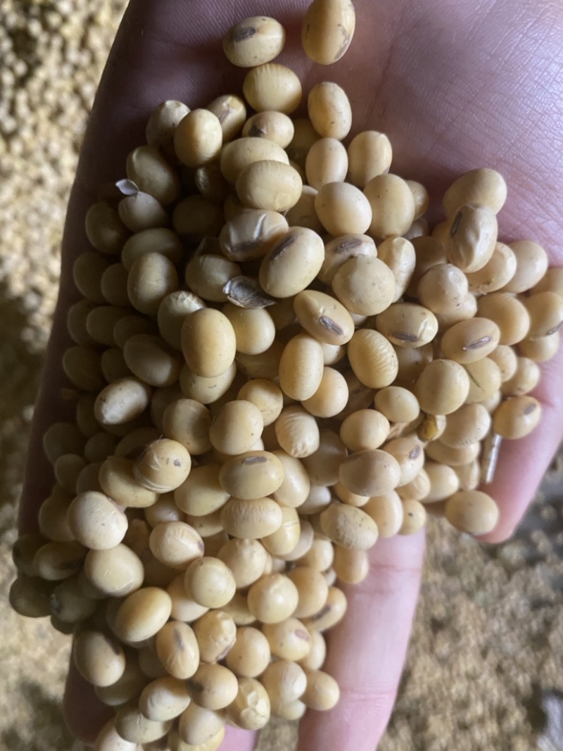 高蛋白优质精选大豆