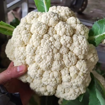 精品有机花适合走市场脱水，花菜基地全国闻名储存一条龙