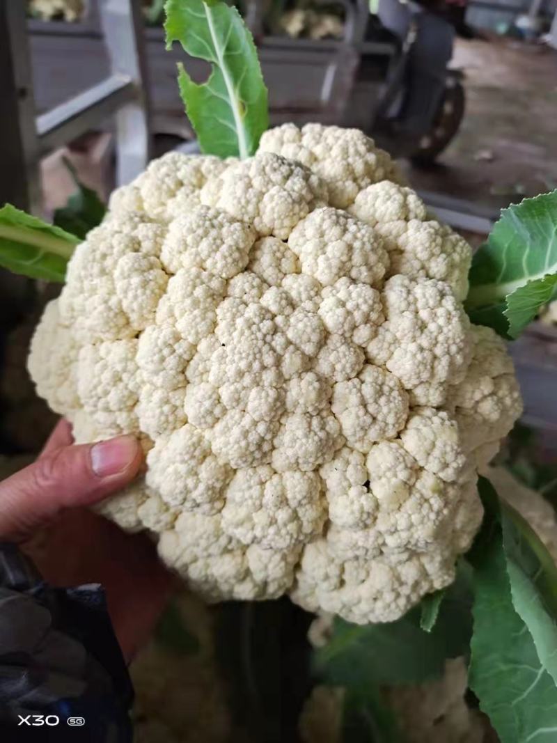 精品有机花适合走市场脱水，花菜基地全国闻名储存一条龙