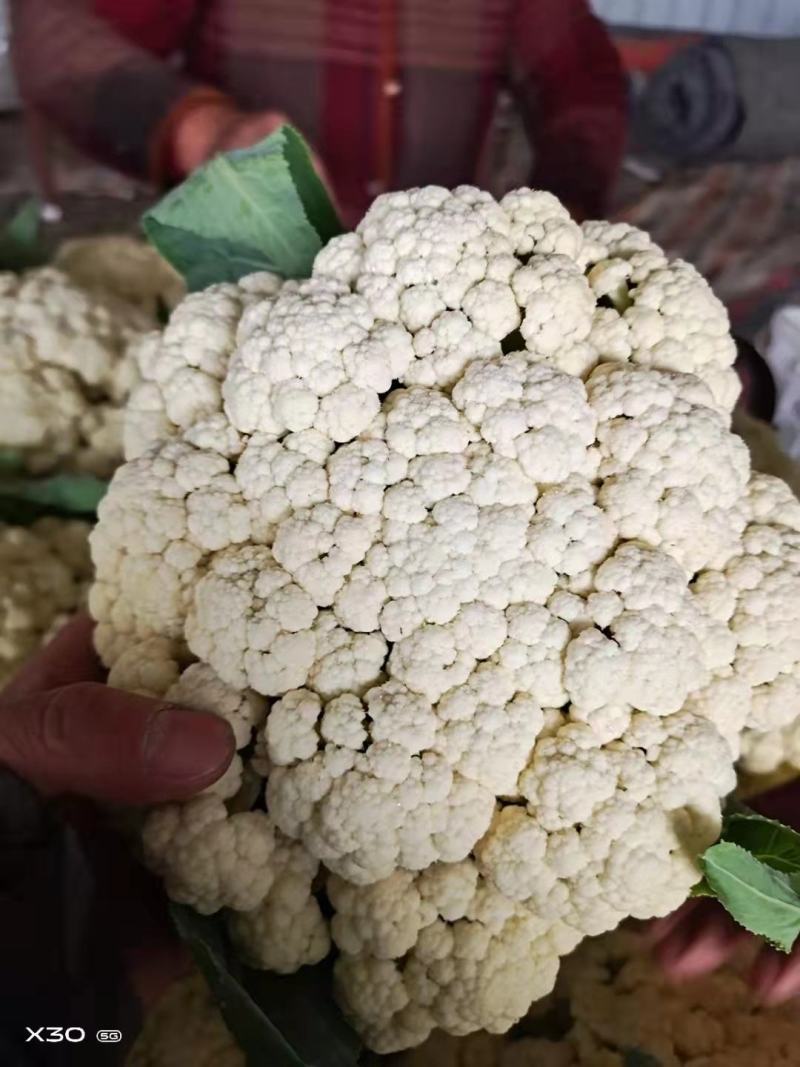 精品有机花适合走市场脱水，花菜基地全国闻名储存一条龙
