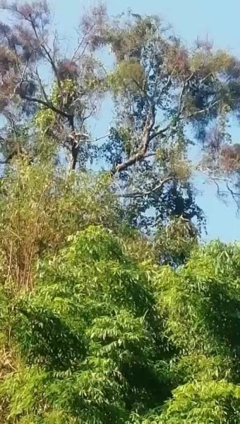 枫香树螃蟹脚寄生路路通寄生