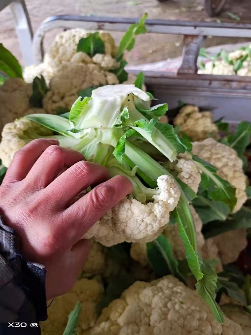 花菜，有机花菜，商超品质，青梗散花全国发货，产地直供