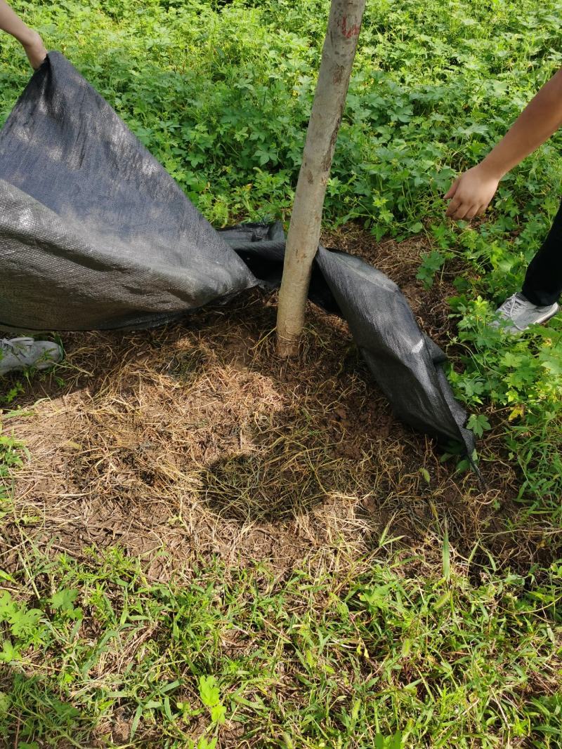 全新编织料防草布除草布单张打孔黑色透气透水加厚抗老化