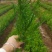 供应南方红豆杉小苗，两年红豆杉小苗供应，高度40公分以上