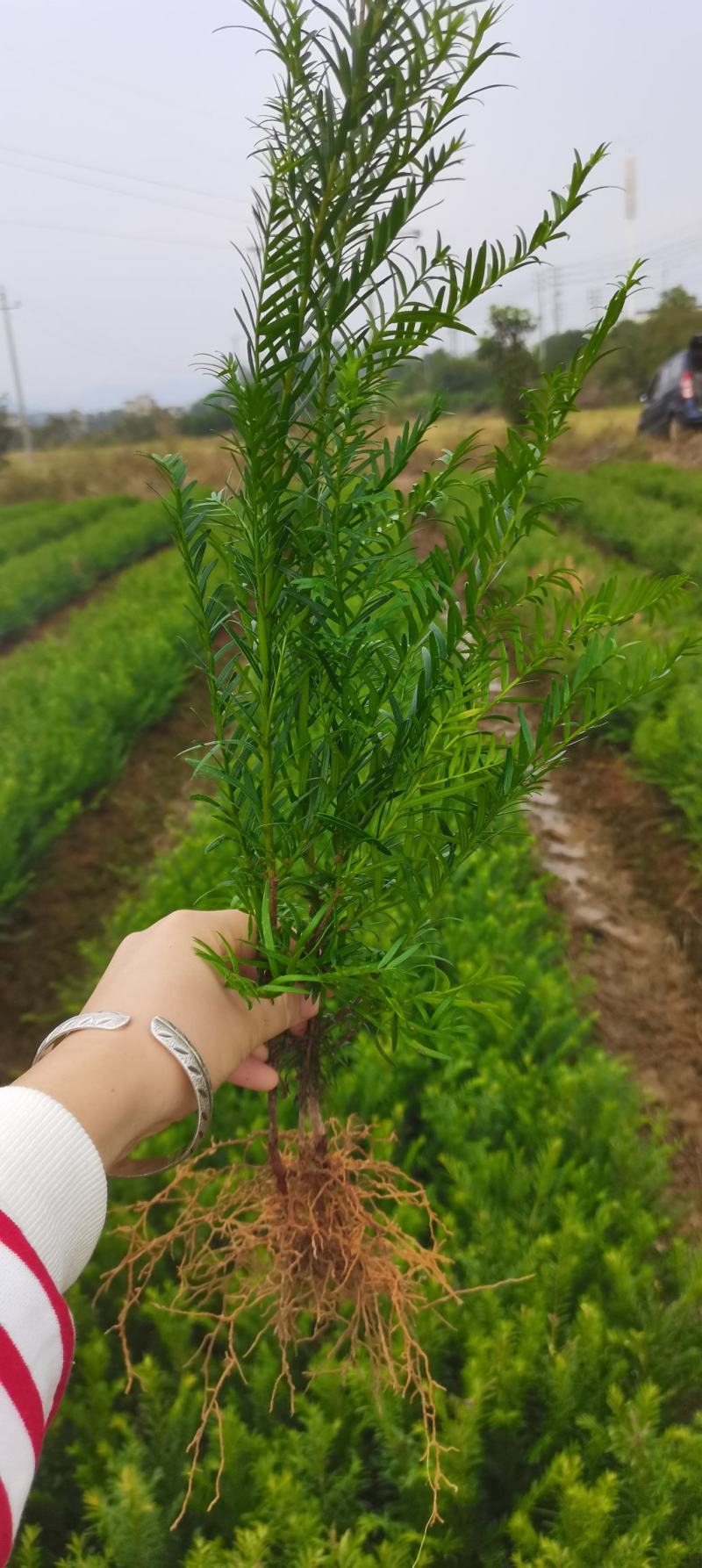 供应南方红豆杉小苗，两年红豆杉小苗供应，高度40公分以上