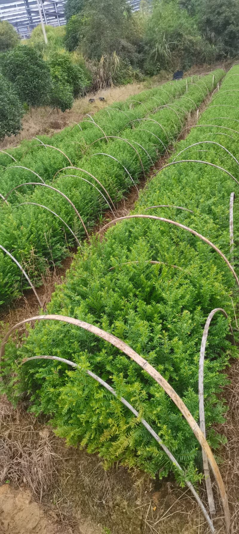 供应南方红豆杉小苗，两年红豆杉小苗供应，高度40公分以上