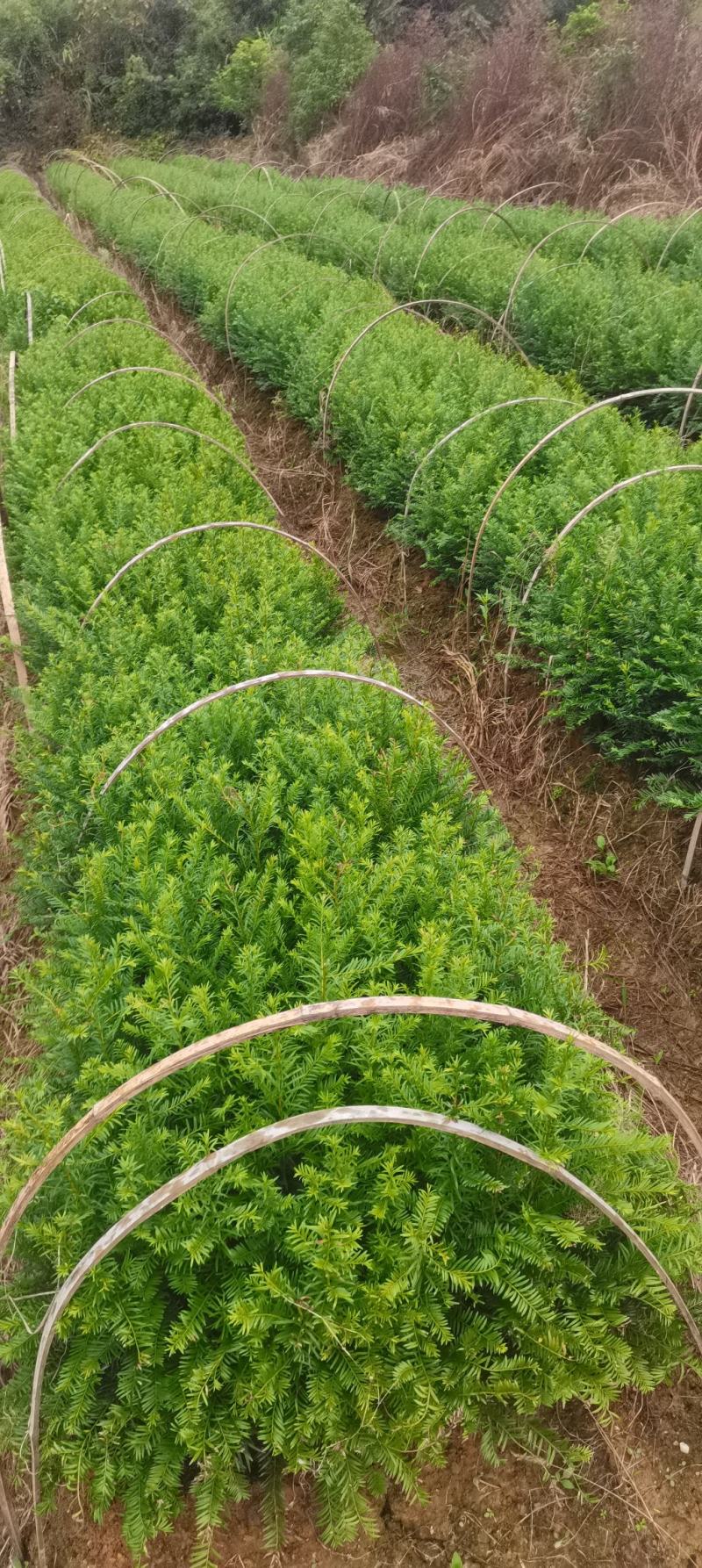 供应南方红豆杉小苗，两年红豆杉小苗供应，高度40公分以上