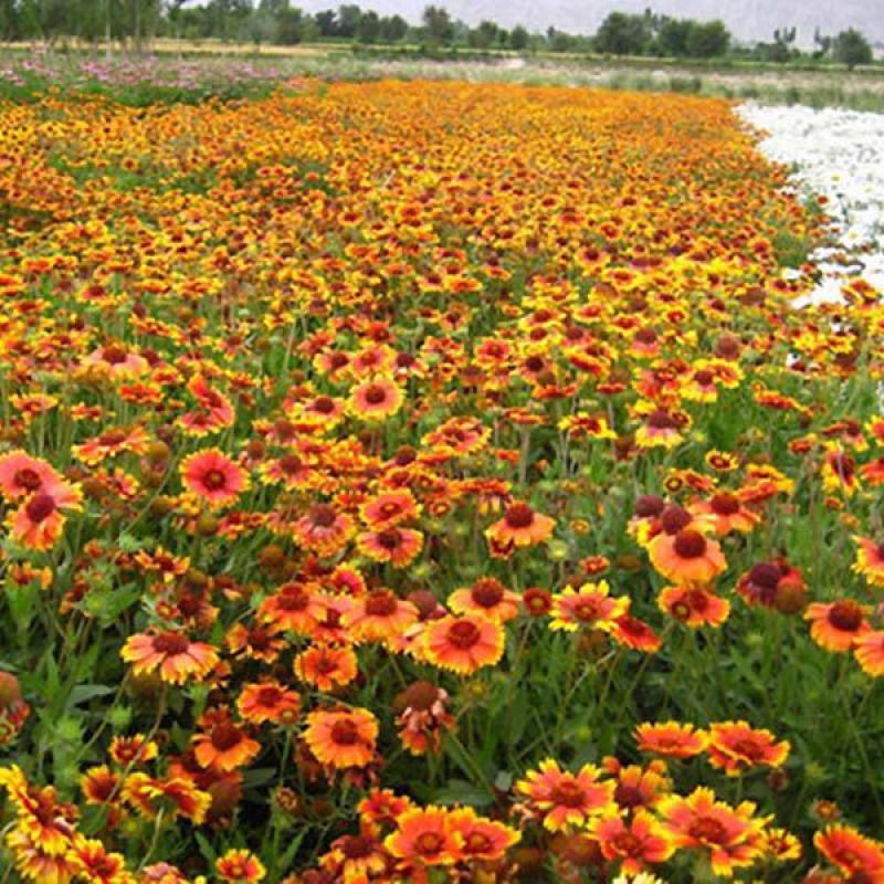 多年生宿根天人菊种子耐寒鲜花园林景观绿化花卉园艺种籽庭院