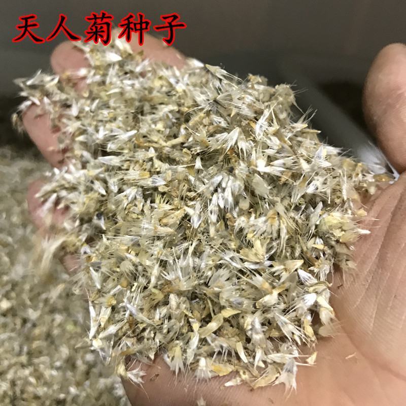 多年生宿根天人菊种子耐寒鲜花园林景观绿化花卉园艺种籽庭院