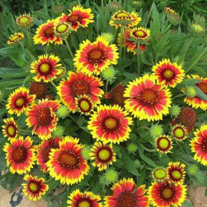 多年生宿根天人菊种子耐寒鲜花园林景观绿化花卉园艺种籽庭院