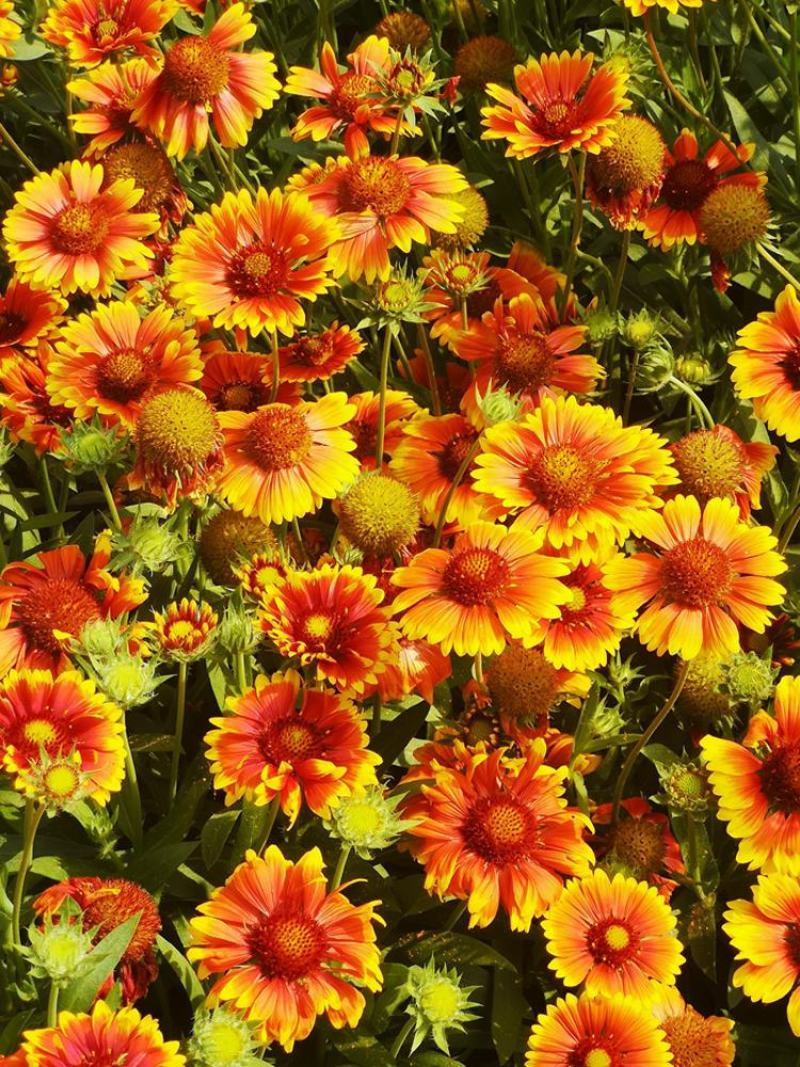 多年生宿根天人菊种子耐寒鲜花园林景观绿化花卉园艺种籽庭院