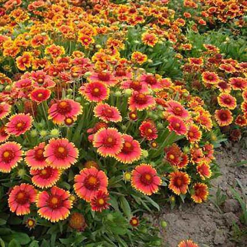 多年生宿根天人菊种子耐寒鲜花园林景观绿化花卉园艺种籽庭院