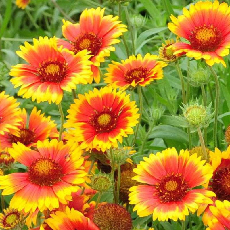 多年生宿根天人菊种子耐寒鲜花园林景观绿化花卉园艺种籽庭院