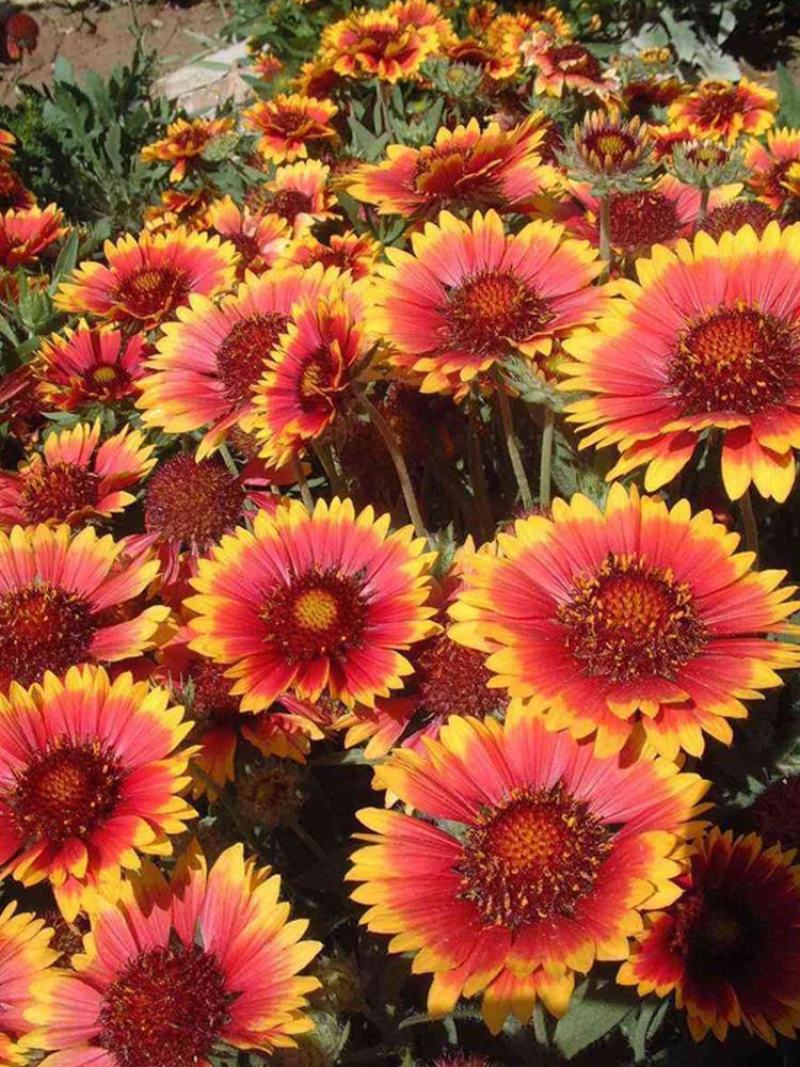 多年生宿根天人菊种子耐寒鲜花园林景观绿化花卉园艺种籽庭院