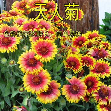多年生宿根天人菊种子耐寒鲜花园林景观绿化花卉园艺种籽庭院