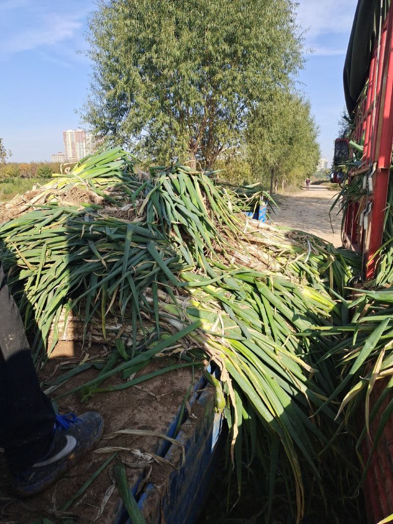 忻州大葱大葱大量供应忻州大葱葱白长