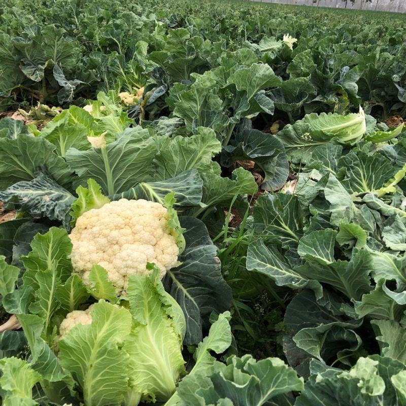 花菜，有机花菜，商超品质，青梗散花全国发货，产地直供