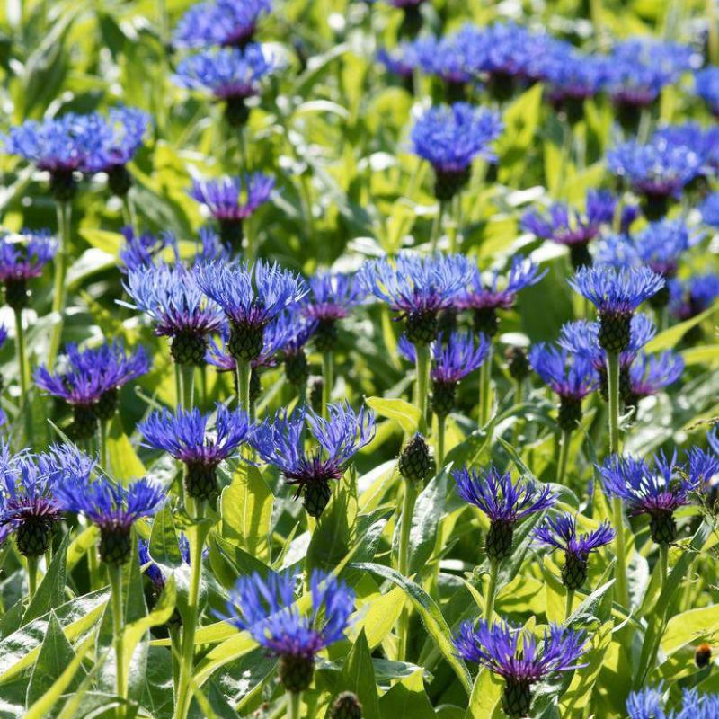 矢车菊种子花种子四季种易活花籽耐寒蓝芙蓉种子庭院室外花种