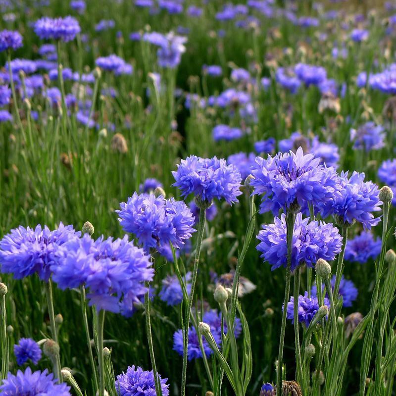 矢车菊种子花种子四季种易活花籽耐寒蓝芙蓉种子庭院室外花种