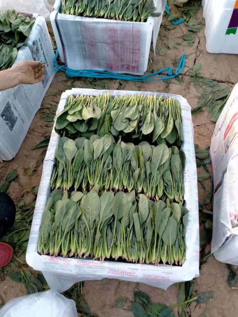 精品大叶菠菜基地直供量大从优，做工精细，全国发货，