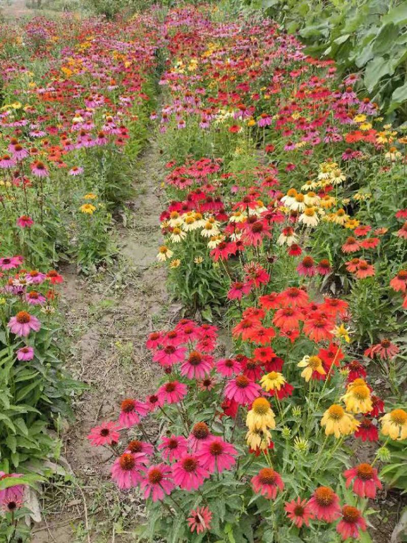 紫色松果菊花种子春秋播种多年生耐寒花籽室外庭院阳台花卉