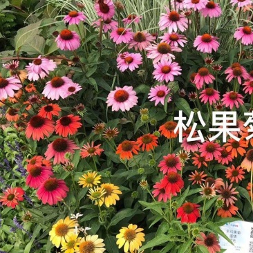 紫色松果菊花种子春秋播种多年生耐寒花籽室外庭院阳台花卉