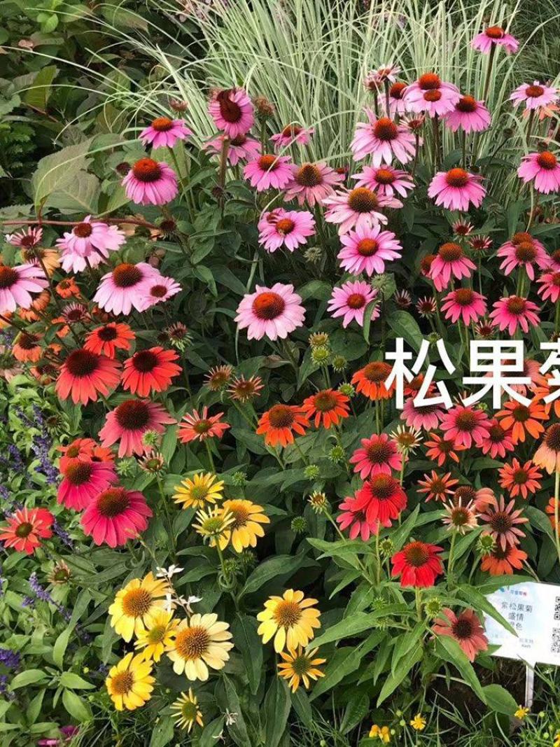 紫色松果菊花种子春秋播种多年生耐寒花籽室外庭院阳台花卉