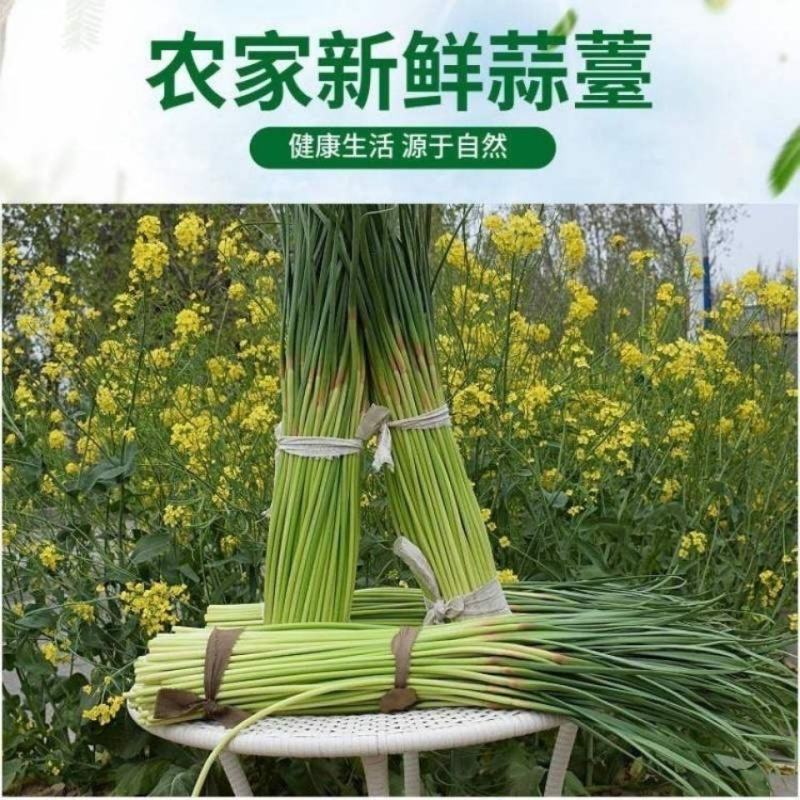 蒜苔，白帽蒜薹，农家新鲜蒜薹，产地直供全国发货