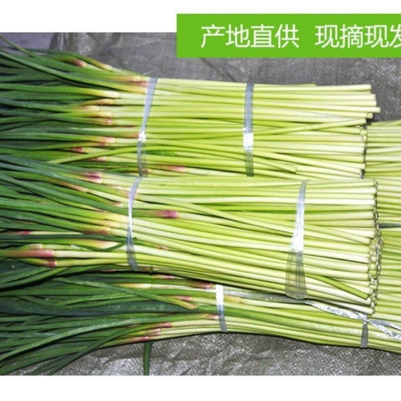 蒜苔，白帽蒜薹，农家新鲜蒜薹，产地直供全国发货