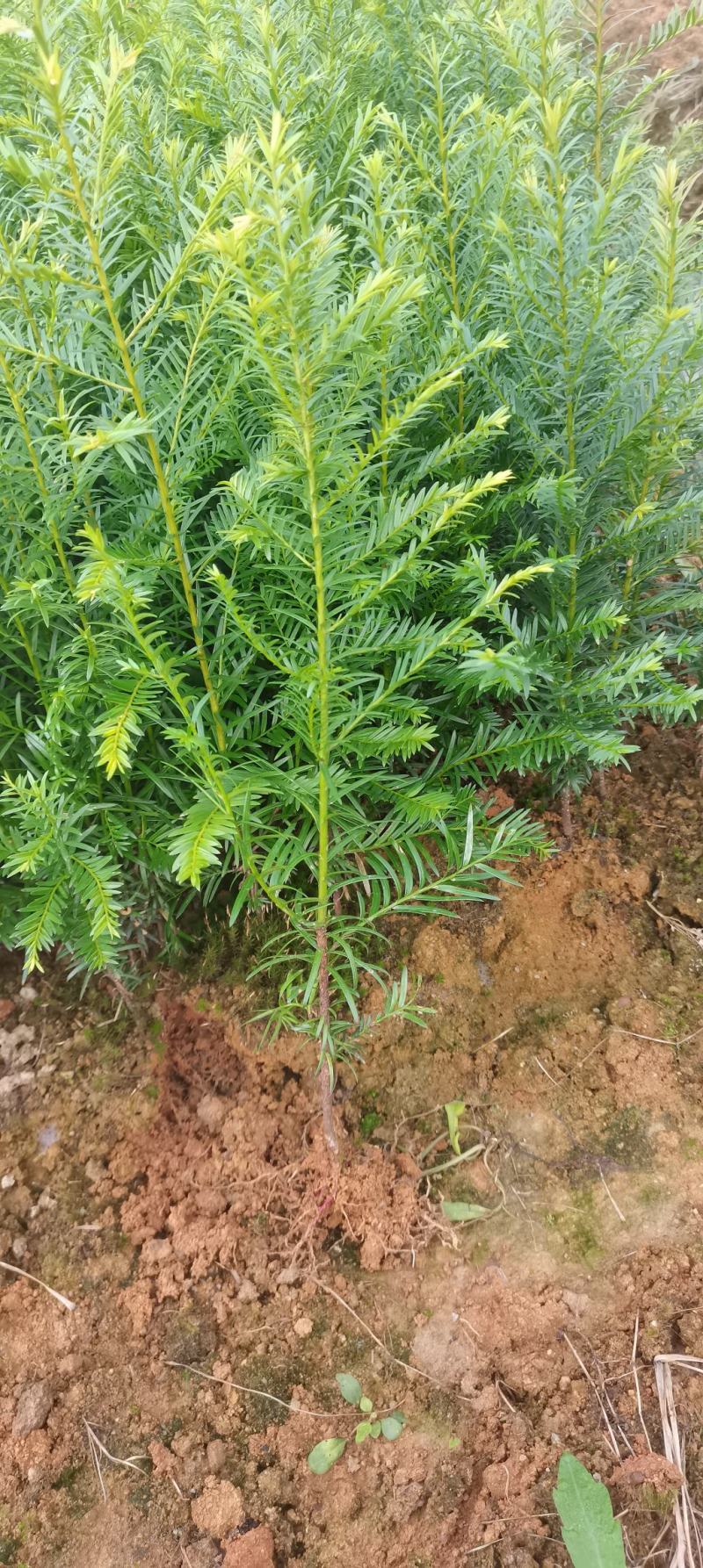 两年生红豆杉小苗，南方红豆杉批发，苗圃直供，品质高
