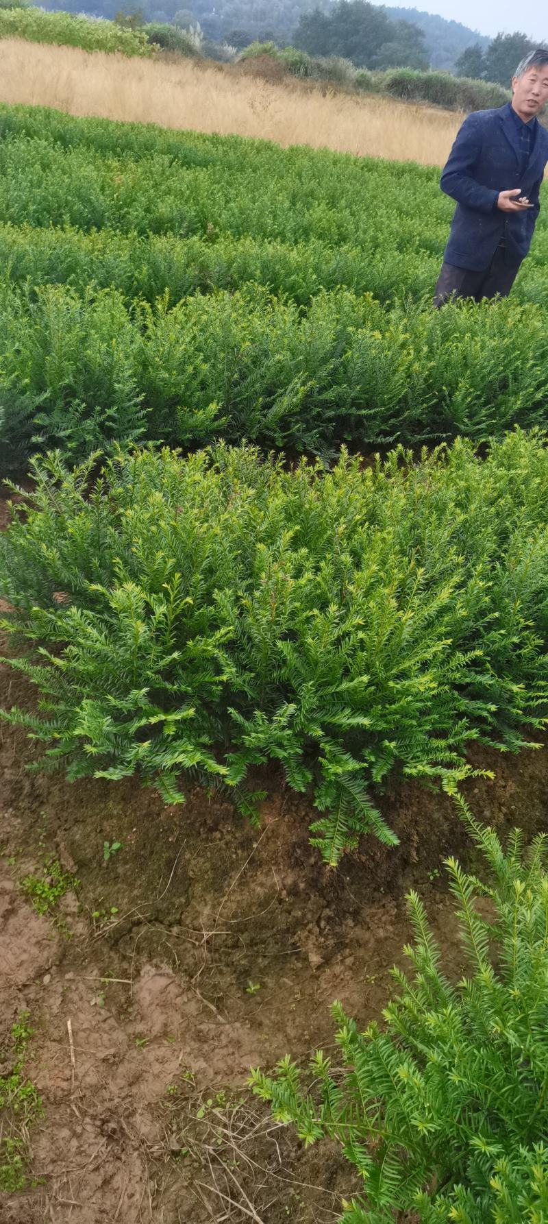 两年生红豆杉小苗，南方红豆杉批发，苗圃直供，品质高