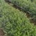 两年生红豆杉小苗，南方红豆杉批发，苗圃直供，品质高