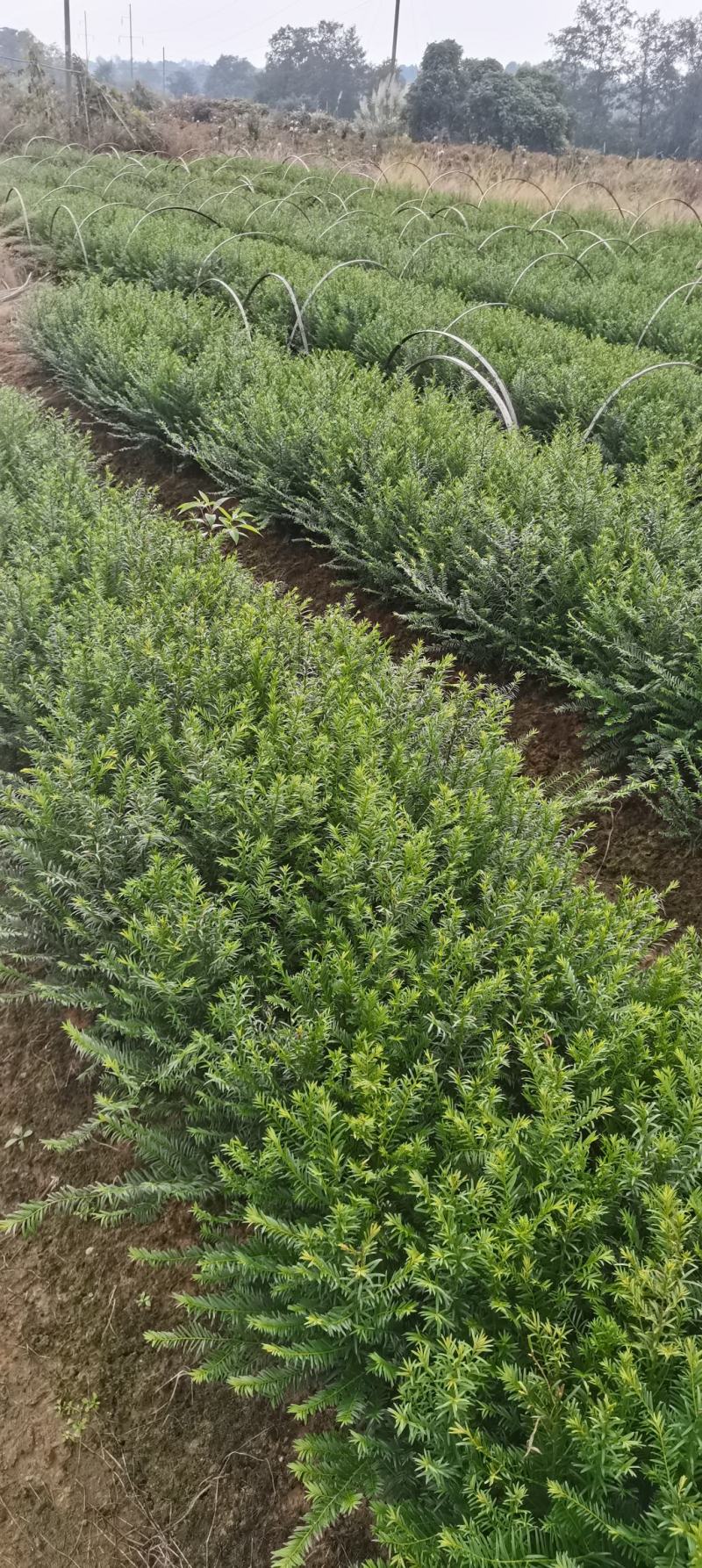 两年生红豆杉小苗，南方红豆杉批发，苗圃直供，品质高