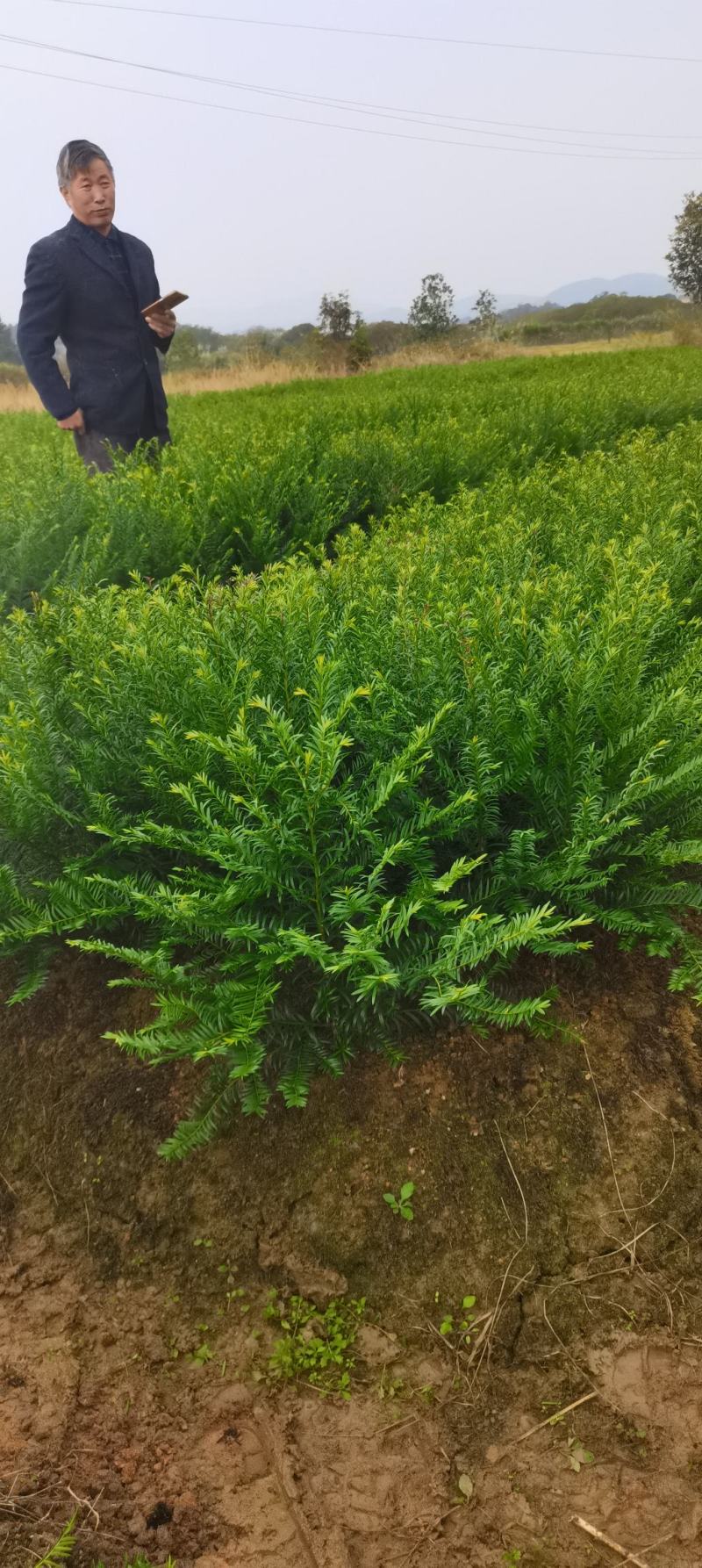 两年生红豆杉小苗，南方红豆杉批发，苗圃直供，品质高