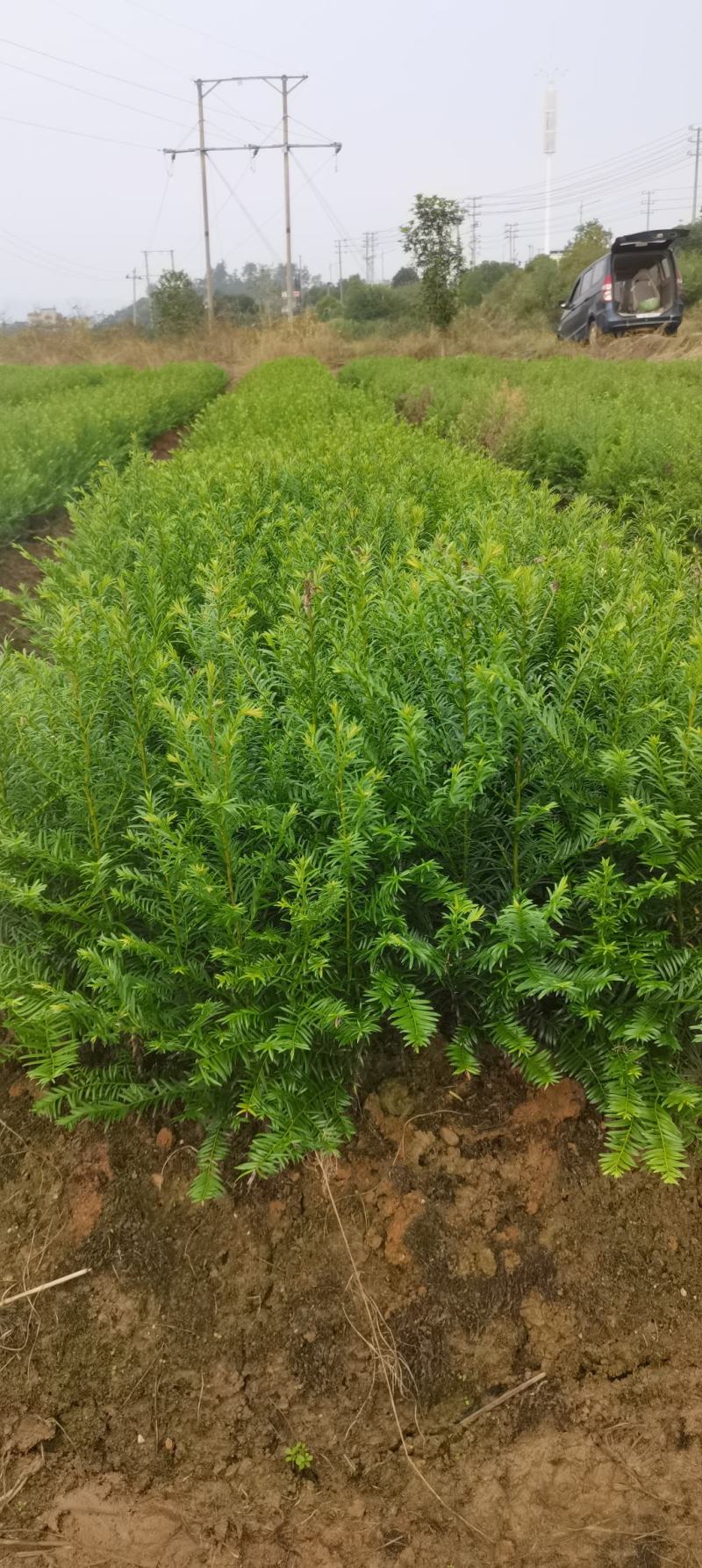 两年生红豆杉小苗，南方红豆杉批发，苗圃直供，品质高