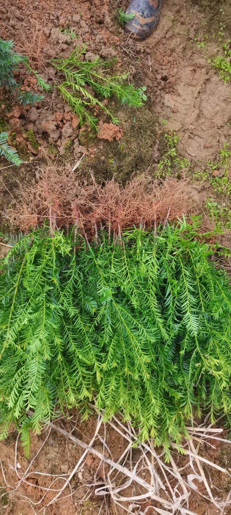两年生红豆杉小苗，南方红豆杉批发，苗圃直供，品质高