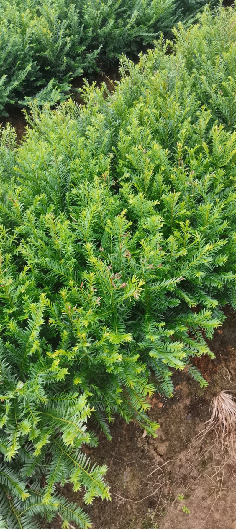 两年生红豆杉小苗，南方红豆杉批发，苗圃直供，品质高