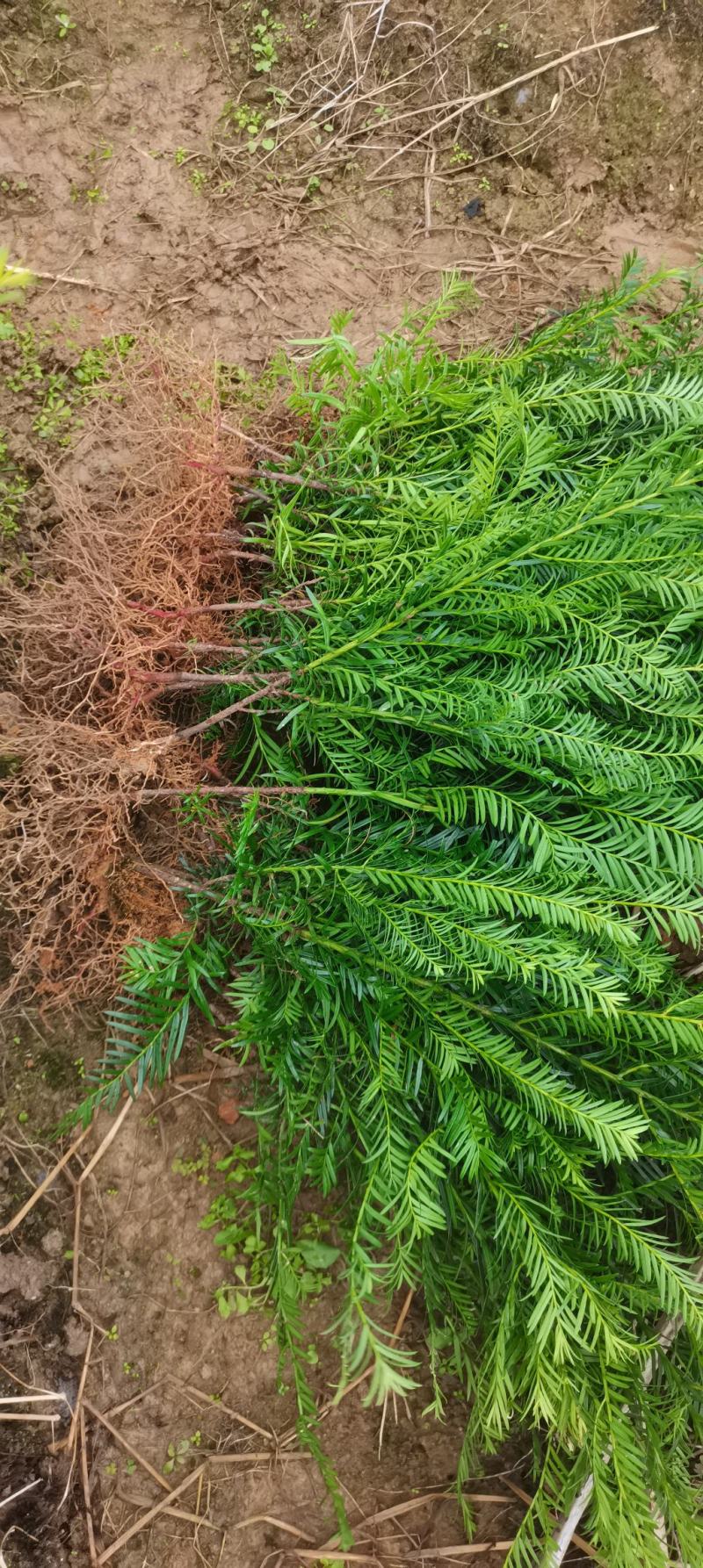 两年生红豆杉小苗，南方红豆杉批发，苗圃直供，品质高